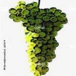 The Trebbiano Spoletino Wine Grape in Italy