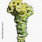 The Trebbiano Toscano Wine Grape in Italy