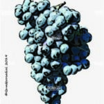 The Turchetta Wine Grape in Italy