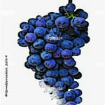 The Uva di Troia Wine Grape in Italy