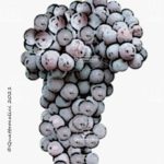 The Valentino Wine Grape in Italy