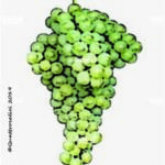 The Veltliner Wine Grape in Italy