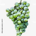 The Verdea Wine Grape in Italy