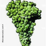 The Verdeca Wine Grape in Italy