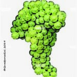 The Verduschia Wine Grape in Italy