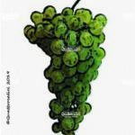 The Verdiso Wine Grape in Italy