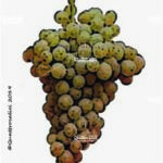 The Verduzzo Friulano Wine Grape in Italy