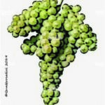 The Verduzzo Trevigiano Wine Grape in Italy