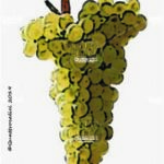 The Vermentino Wine Grape in Italy
