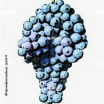 The Vermentino nero Wine Grape in Italy