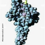 The Vernaccia nera Wine Grape in Italy