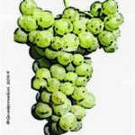 The Vernaccia di San Gimignano Wine Grape in Italy