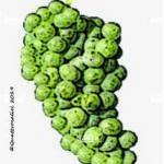 The Vespaiola Wine Grape in Italy