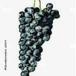 The Vespolina Wine Grape in Italy