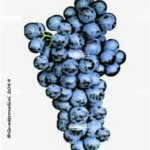 The Vien de Nus Wine Grape in Italy