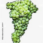 The Vitovska Wine Grape in Italy