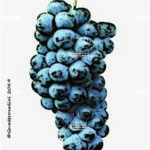 The Vuillermin Wine Grape in Italy