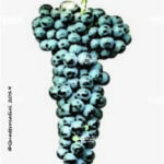 The Wildbacher Wine Grape in Italy