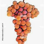 The Duraca Wine Grape in Italy