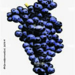 The Zweigelt Wine Grape in Italy