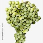 The Dorona Wine Grape in Italy