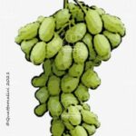 The Regina Wine Grape in Italy