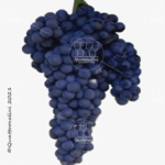 The Barbera del Sannio Wine Grape in Italy