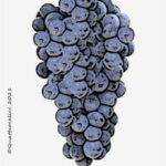 The Magliocco dolce Wine Grape in Italy