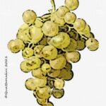 The Caprettone Wine Grape in Italy