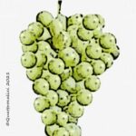 The Baratuciat Wine Grape in Italy