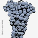 The Becuet Wine Grape in Italy