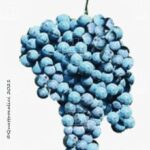 The Veruccese Wine Grape in Italy