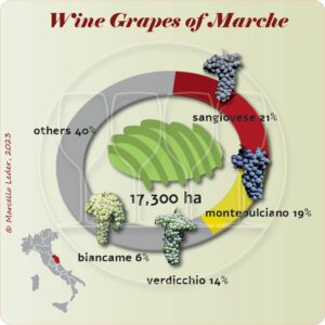 Wine grapes of Italy's region Marche