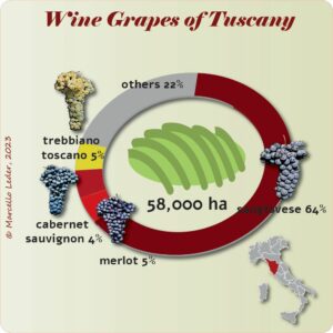 Tuscany's Wine Grapes