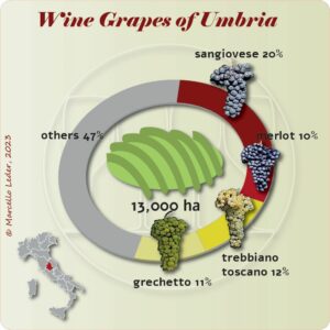 Wine grapes of Umbria