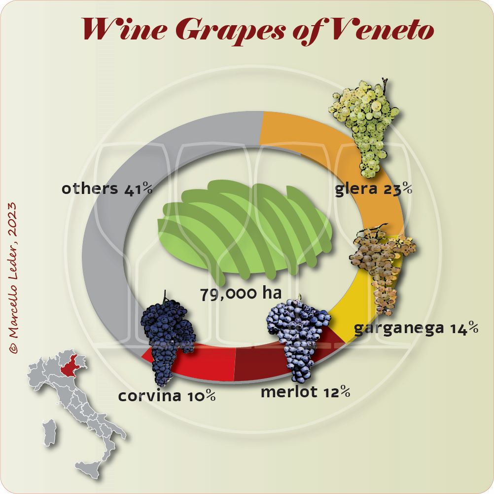 Wine grapes of Veneto