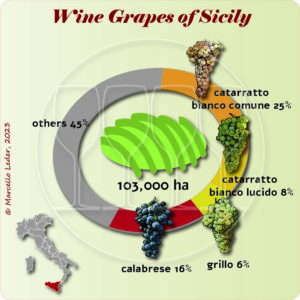 Wine grapes of Sicily