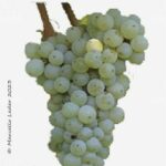 The Albanello Wine Grape in Italy
