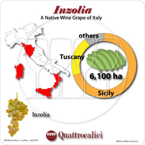 Inzolia a native wine grape of Italy