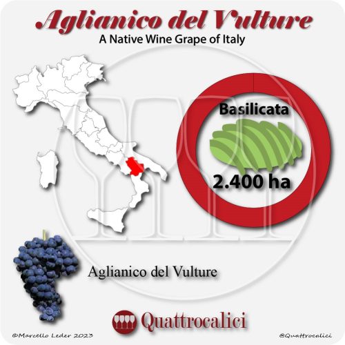 aglianico del vulture a native wine grape of Italy