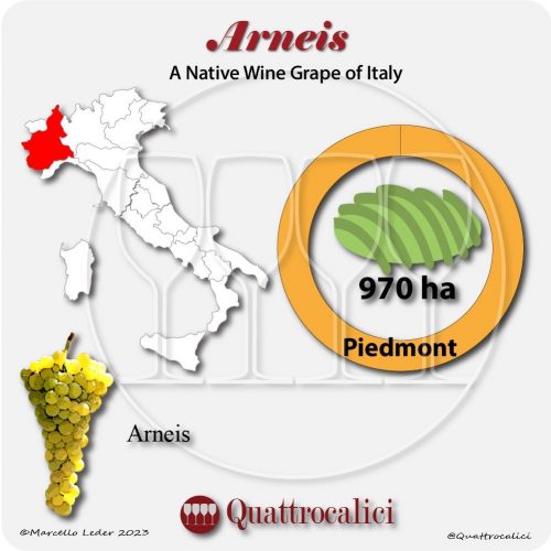 arneis a native wine grape of Italy