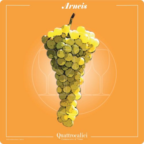 The Arneis Wine Grape in Italy