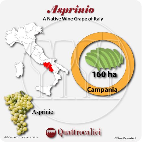 asprinio a native wine grape of Italy