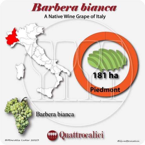barbera bianca a native wine grape of Italy