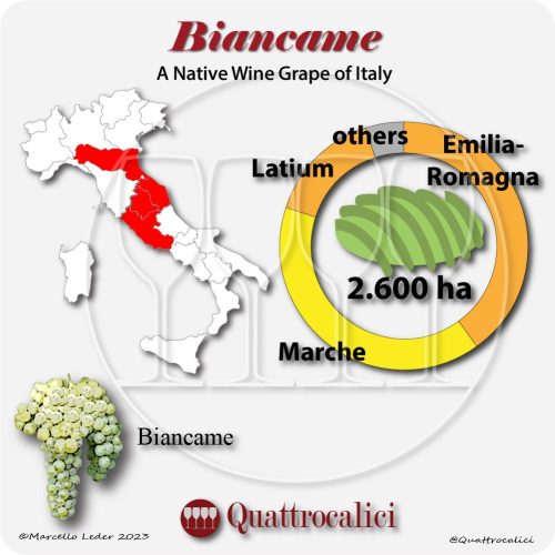 biancame a native wine grape of Italy