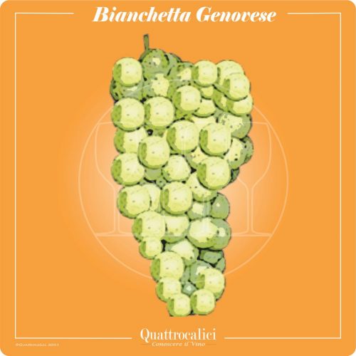 Bianchetta Genovese Quattrocalici Italian Wine Grapes
