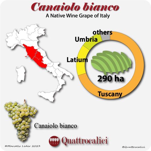 canaiolo bianco a native wine grape of Italy