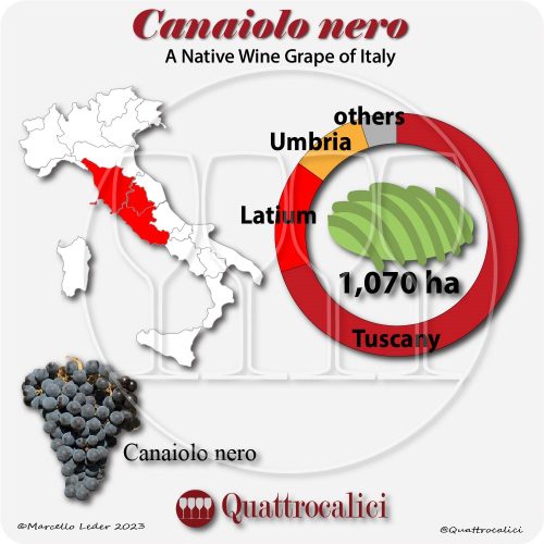canaiolo nero a native wine grape of Italy