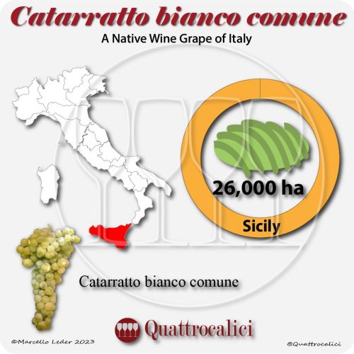 catarratto bianco comune a native wine grape of Italy