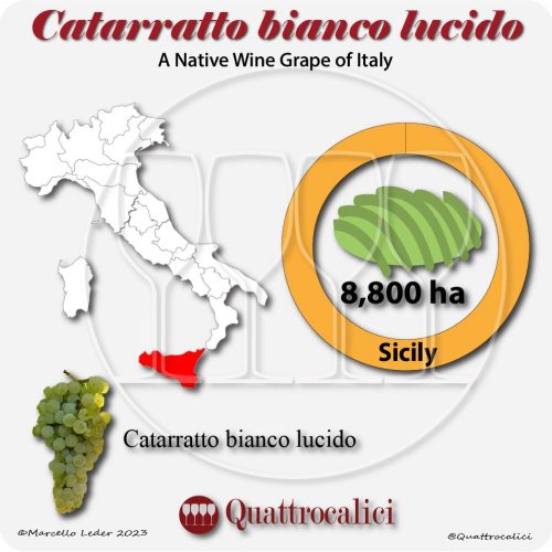 catarratto bianco lucido a native wine grape of Italy